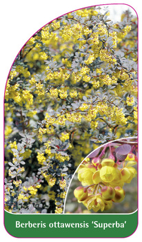 Berberis ottawensis 'Superba'