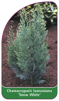 Chamaecyparis Iawsoniana 'Snow White'