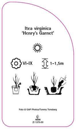 Itea virginica 'Henry's Garnet',