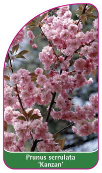 Prunus serrulata 'Kanzan'