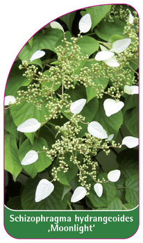 Schizophragma hydrangeoides 'Moonlight'