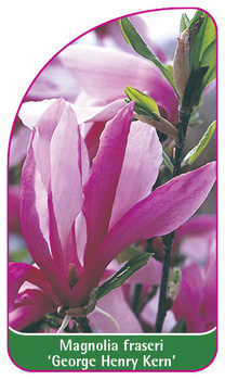 Magnolia fraseri 'George Herny Kern'
