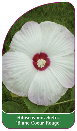Hibiscus moschetos 'Blanc Coeur Rouge'