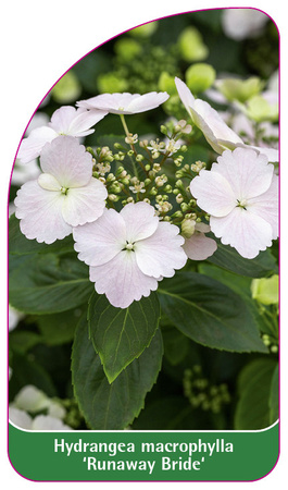Hydrangea macrophylla 'Runaway Bride'
