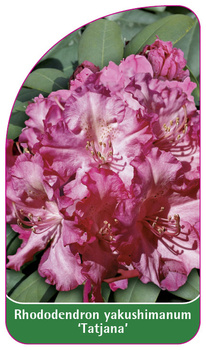 Rhododendron yakushimanum 'Tatjana'