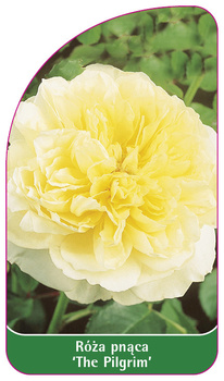 Roza pnaca 'The Pilgrim'