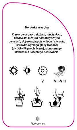 Vaccinium corymbosum 'Chippewa'