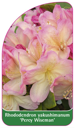 Rhododendron yakuschimanum 'Percy Wiseman'