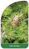 Larix decidua