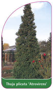 Thuja plicata 'Atrovirens'