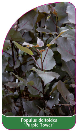 Populus deltoides 'Purple Tower'