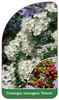 Crataegus monogyna 'Stricta'