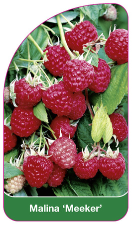 Malina 'Meeker'
