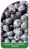 Vaccinium corymbosum 'Bluetta'
