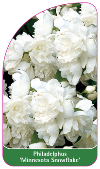 Philadelphus 'Minnesota Snowflake'