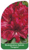 Rhododendron-Hybride 'Taragona'