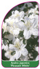 Azalea japonica 'Pleasant White'