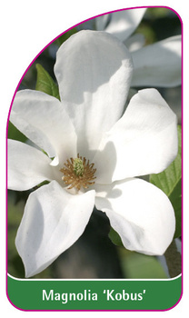 Magnolia 'Kobus'