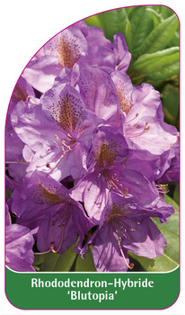 Rhododendron-Hybride 'Blutopia'