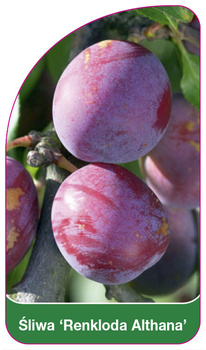 Prun 'Renkloda Althana'