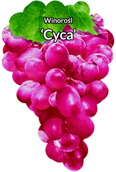 Viță de vie Cyca