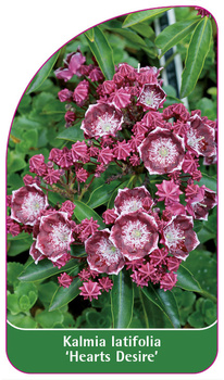 Kalmia latifolia 'Hearts Desire'