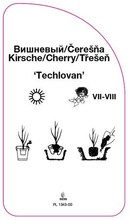 Czereśnia 'Techlovan'