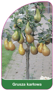 Grusza karłowa