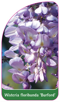 Wisteria floribunda 'Burford'