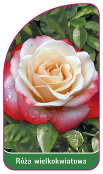 Róza wielkokwiatowa Nr. 236