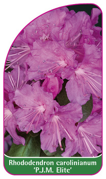Rhododendron carolinianum 'P.J.M. Elite