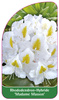 Rhododendron-Hybride 'Madame Masson'