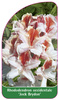 Rhododendron occidentale 'Jock Brydon'