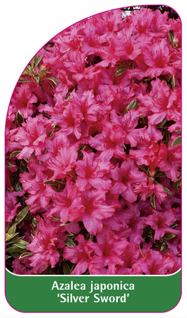 Azalea japonica 'Silver Sword'