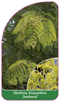 Gleditsia triacanthos 'Sunburst'