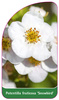 Potentilla fruticosa 'Snowbird'