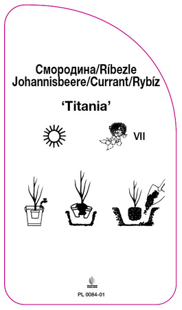 Porzeczka 'Titania'