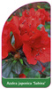 Azalea japonica 'Sabina'
