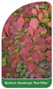 Berberis thunbergii 'Red Pillar'