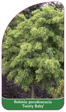 Robinia pseudoacacia 'Twisty Baby'