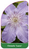 Clematis 'Laura'