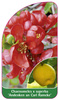 Chaenomeles x superba 'Andenken an Carl Ramcke'
