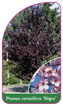 Prunus cerasifera 'Nigra'