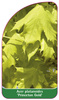 Acer platanoides 'Princeton Gold'