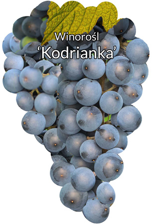 Réva Kodrianka