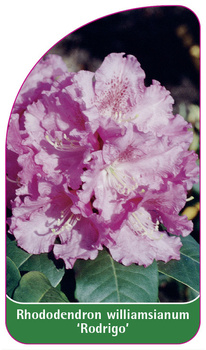 Rhododendron williamsianum 'Rodrigo'