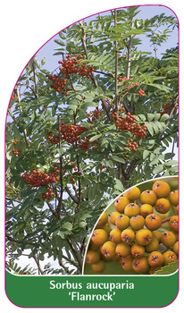 Sorbus aucuparia 'Flanrock',