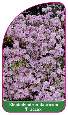 Rhododendron 'Praecox'