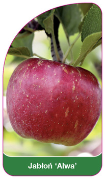 Jablon 'Alwa'