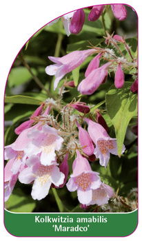 Kolkwitzia amabilis 'Maradco'